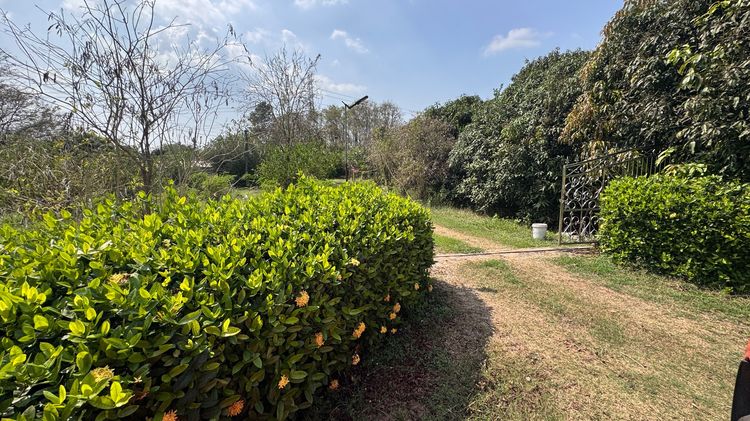 ขายที่สวนพร้อมบ้าน2หลัง 11 ไร่ มีรั้วล้อมรอบ ประตูทางเข้ารีโมท และต้นประดู่ มะนาว กล้วย กระท้อน มะม่วง รูปที่ 2