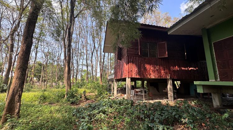 ขายที่สวนพร้อมบ้าน2หลัง 11 ไร่ มีรั้วล้อมรอบ ประตูทางเข้ารีโมท และต้นประดู่ มะนาว กล้วย กระท้อน มะม่วง รูปที่ 3