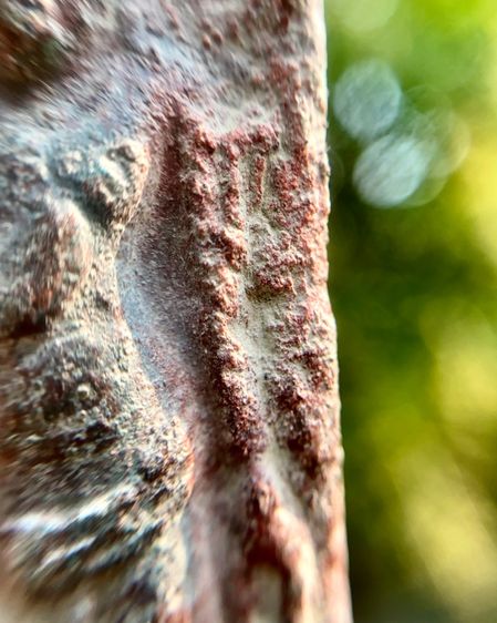 พระร่วงหลังรางปืน  รูปที่ 13