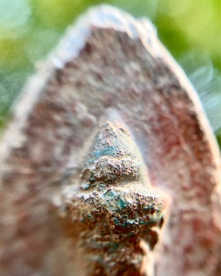 พระร่วงหลังรางปืน  รูปที่ 8