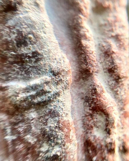 พระร่วงหลังรางปืน  รูปที่ 12