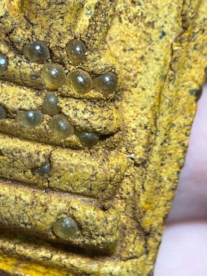 พระสมเด็จพิมพ์ปกโพธิ์อกครุฑหลังทรัพย์แสนล้านโรยเม็ดพระธาตุ รูปที่ 10