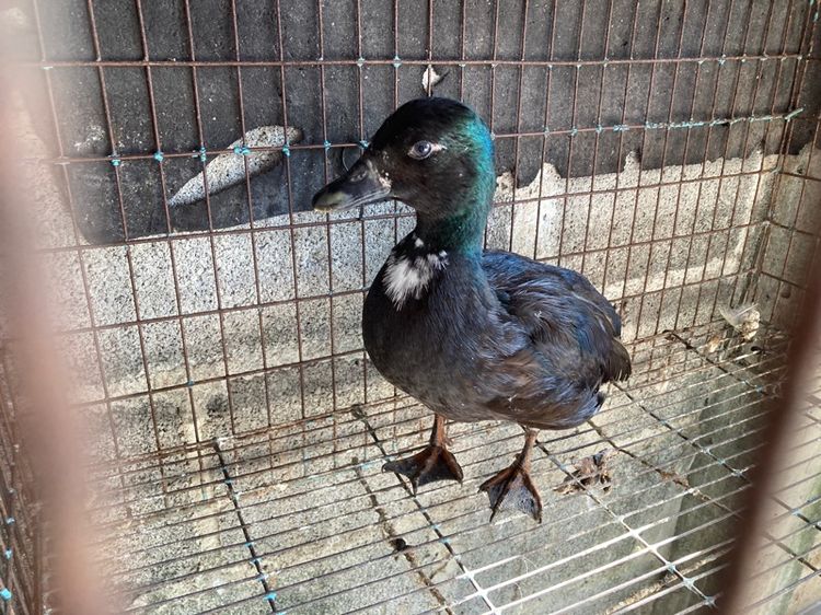 เป็ดคอดั๊ก รูปที่ 2