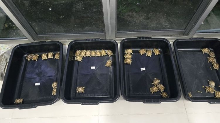 ลูกเต่าชูคาต้า รูปที่ 2