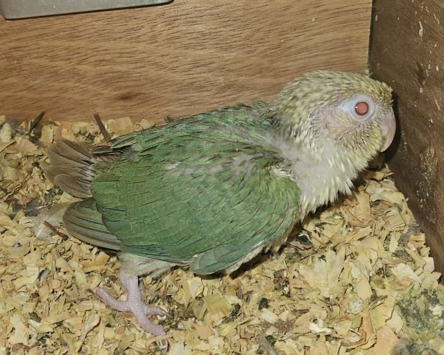 กรีนชีค