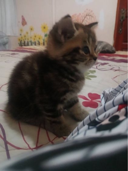 ลูกแมว รูปที่ 5