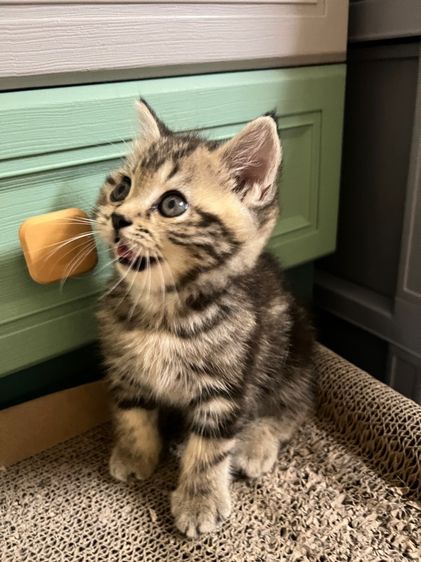 ลูกแมว รูปที่ 6