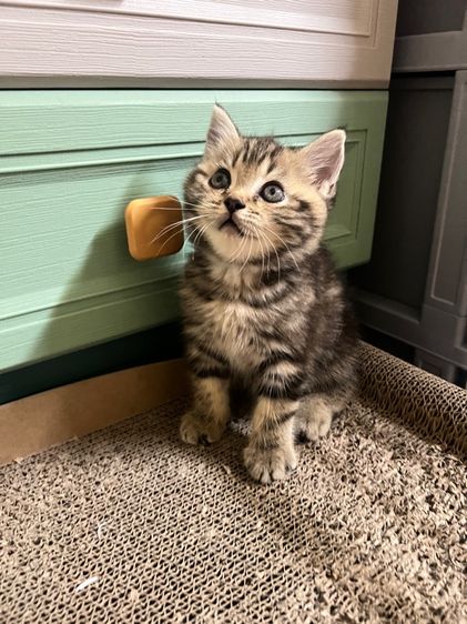 ลูกแมว รูปที่ 3