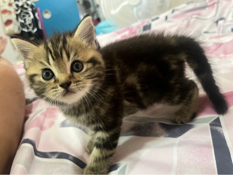 ลูกแมว รูปที่ 2