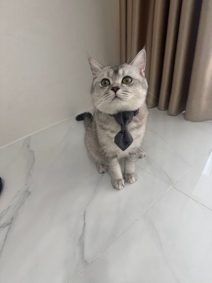 สก็อตติช โฟลด์ (Scottish Fold) รับทับแมวค่ะ