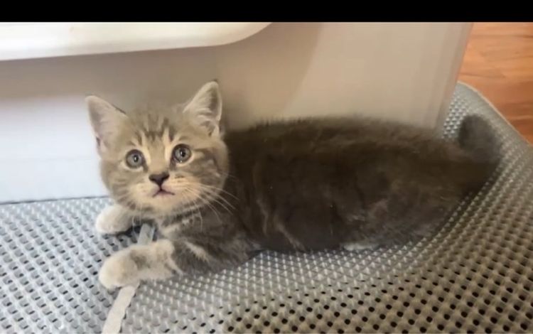 ลูกแมว รูปที่ 3