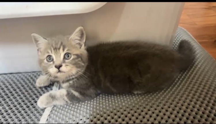 ลูกแมว รูปที่ 4