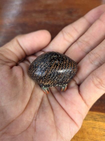 เบี้ยแก้