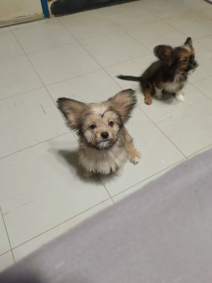 หมา รูปที่ 4