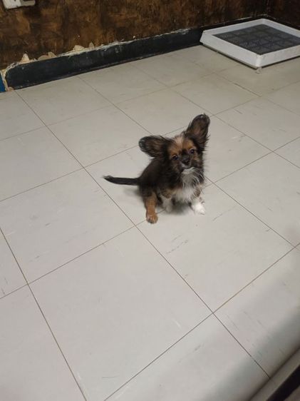 หมา รูปที่ 3