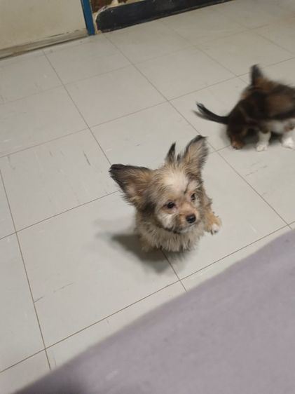 หมา รูปที่ 5