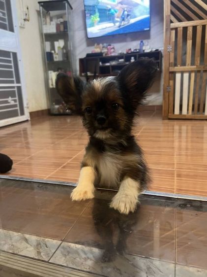 ชิวาวา (Chihuahua) เล็ก หมา