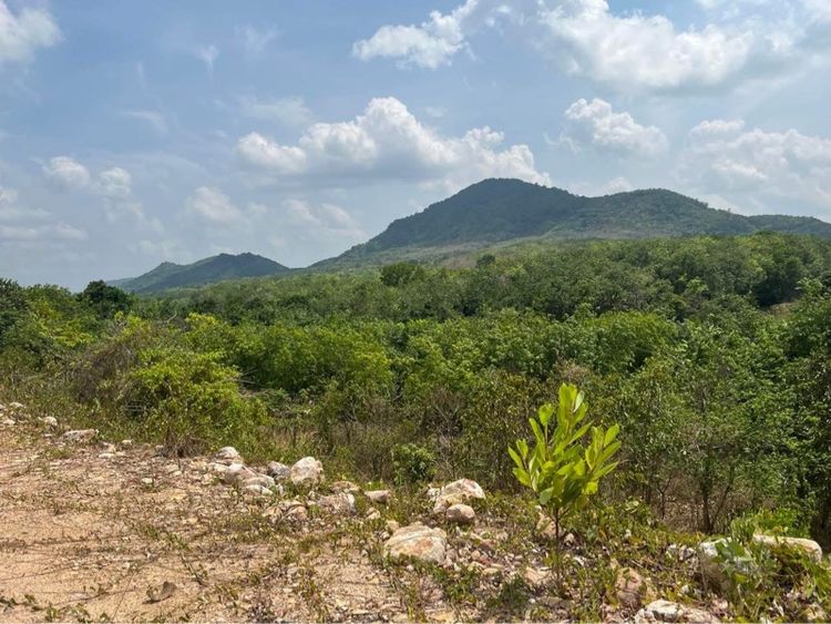 ใช่ ที่ดินแบ่งขาย 200ไร่ วิวภูเขา น้ำไม่ท่วม รูปที่ 3