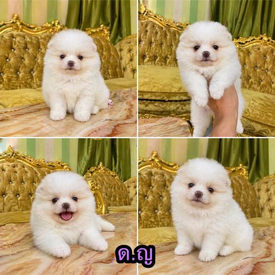 ลูกปอมปอมแท้ พร้อมย้ายบ้าน แถมอาหารพร้อมเลี้ยง จัดส่งฟรี รูปที่ 3