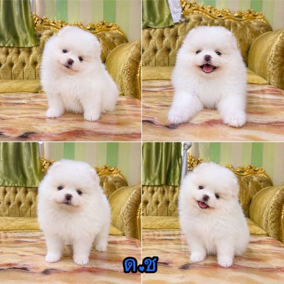 ลูกปอมปอมแท้ พร้อมย้ายบ้าน แถมอาหารพร้อมเลี้ยง จัดส่งฟรี รูปที่ 4