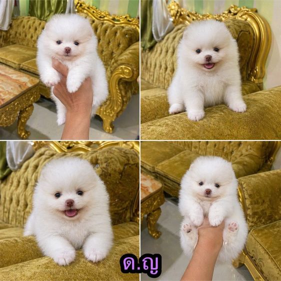 ลูกปอมปอมแท้ พร้อมย้ายบ้าน แถมอาหารพร้อมเลี้ยง จัดส่งฟรี รูปที่ 2