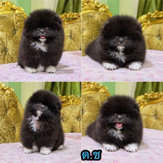 ปอมเมอเรเนียน (Pomeranian) เล็ก ลูกปอมปอมแท้ พร้อมย้ายบ้าน แถมอาหารพร้อมเลี้ยง จัดส่งฟรี