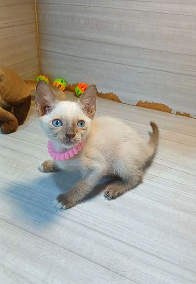 วิเชียรมาศ (Siamese Cat) แมววิเชียรมาศสีบลูพ้อยท์ เพศผู้ ตำหนิเท้าขาหน้าติดขาว ก่อนย้ายตรวจหัดแมวฟรีรับประกันเอดส์แมวกับรูคีเมียคะ