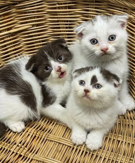 สก็อตติช โฟลด์ (Scottish Fold) แมวสก็อตติซโฟลด์