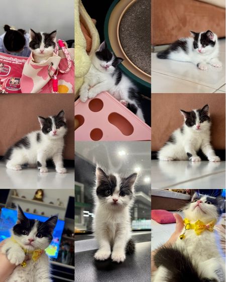 สก็อตติชโฟลด์(แท้💯)