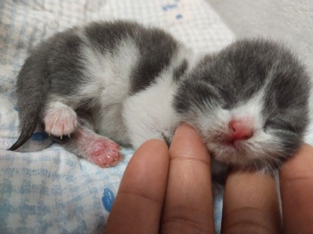 สาวน้อยสก็อตติชโฟร์