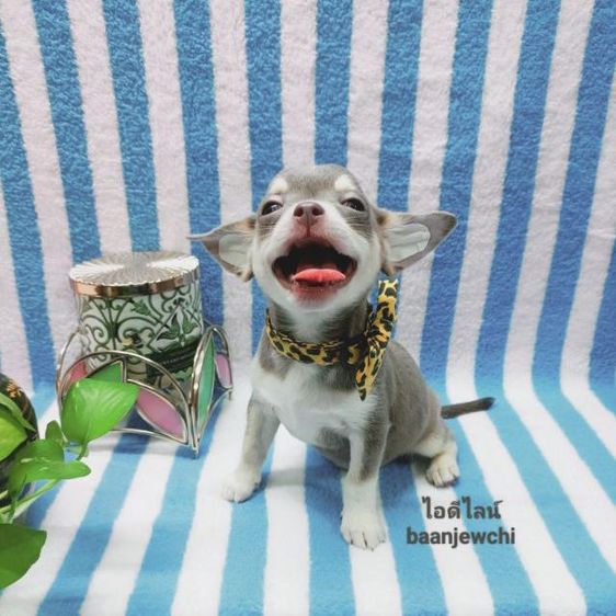 ชิวาวา (Chihuahua) เล็ก ชิวาว่าสีเทา..ขนสั้นชาย