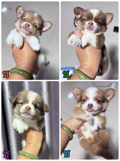 ชิวาว่า รูปที่ 2