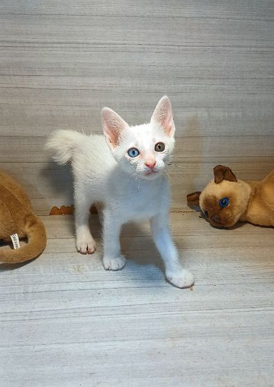 แมวขาวมณีตาสองสี เพศเมียหางขวัก ก่อนย้ายตรวจหัดแมวฟรีรับประกันเอดส์แมวกับรูคีเมียคะ