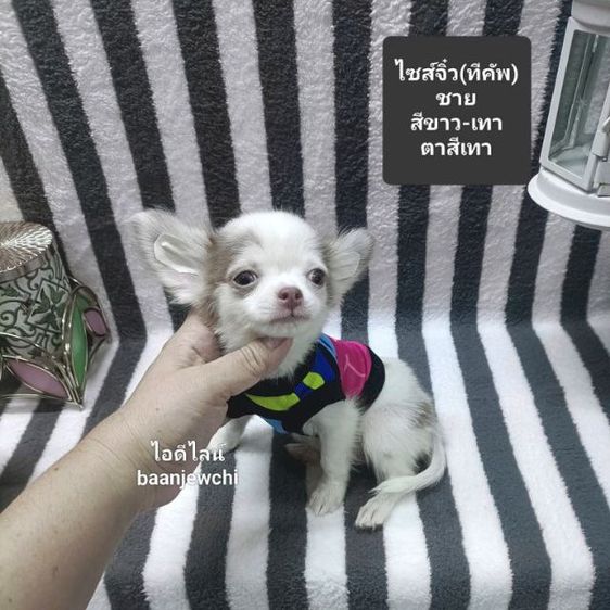 ชิวาวา (Chihuahua) เล็ก ชิวาว่าจิ๋ว(ทีคัพ)ชาย 2เดือนกว่าพร้อมย้าย