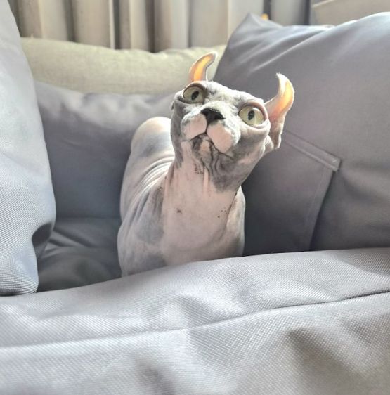 สฟิงซ์ ดเวล์ฟ ท้อง รูปที่ 4