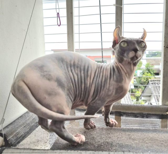 สฟิงซ์ ดเวล์ฟ ท้อง รูปที่ 3