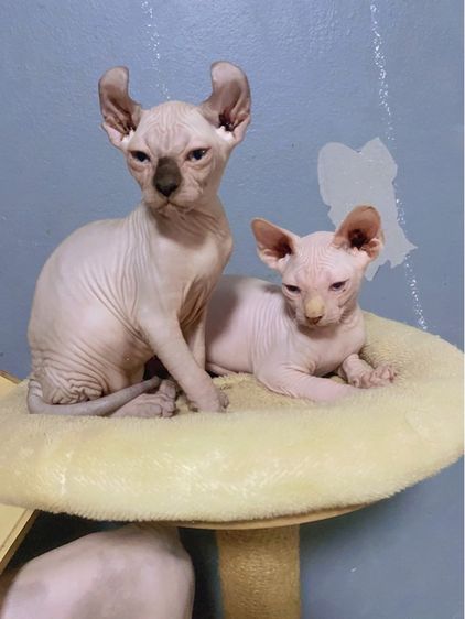 แมวสฟิง