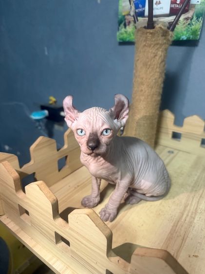 แมวสฟิง รูปที่ 4