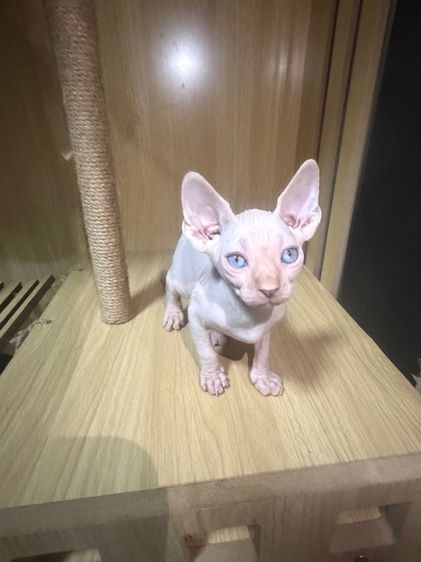 แมวสฟิง รูปที่ 5