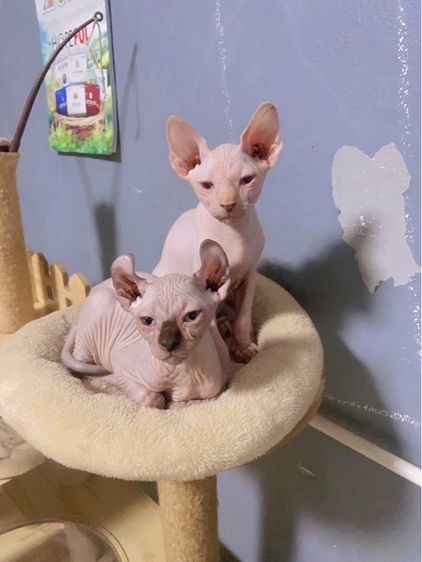 แมวสฟิง รูปที่ 2