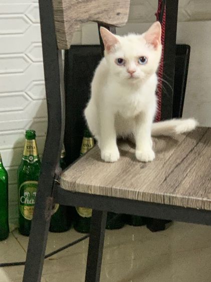 บริติช ชอร์ตแฮร์ (British Shorthair) แมวสีขาวน่ารัก