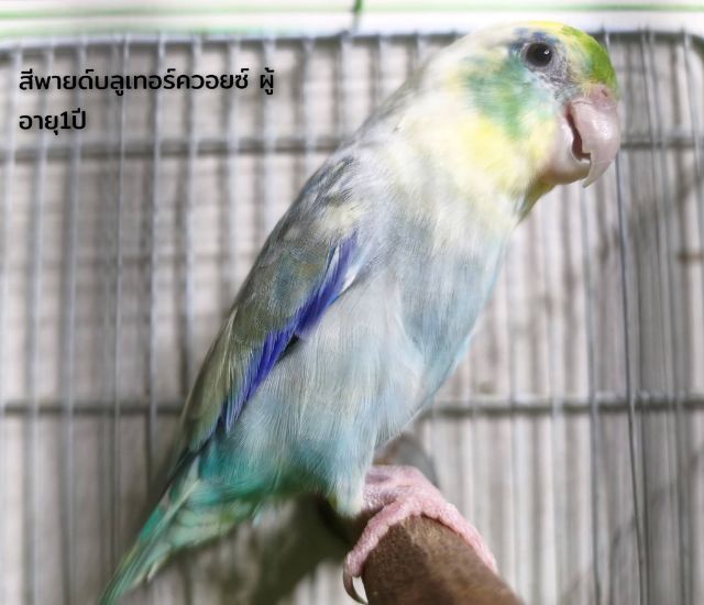 ฟอพัสพร้อมทำ