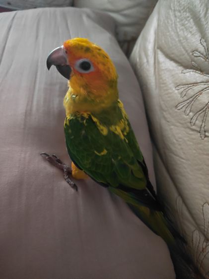 นกซันคอนัวร์