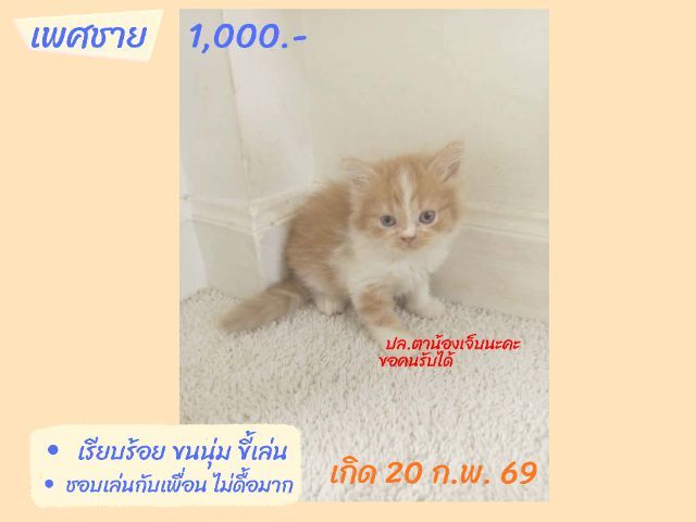 ลูกแมวสก็อตติชโฟลด์ เรทโล๊ะด่วน (คนเลี้ยงขายเอง)