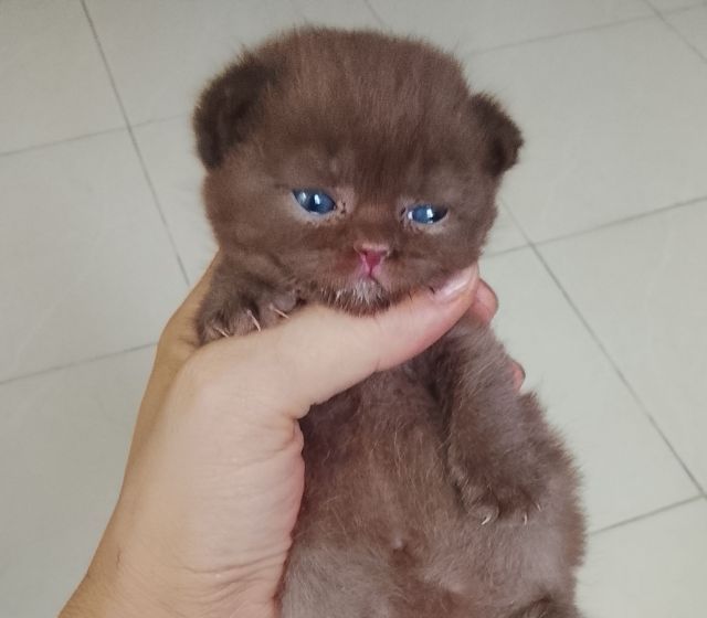 บริติช มันทกิ้น Boy