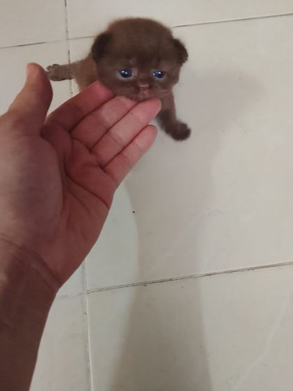 บริติช มันทกิ้น Boy รูปที่ 2