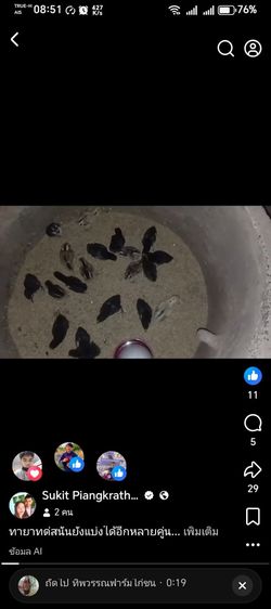 ลูกไก่สายเลือดส.สนั่น