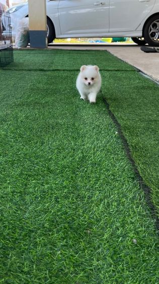 ปอมแท้ รูปที่ 4