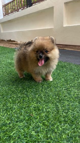 ปอมแท้ รูปที่ 6