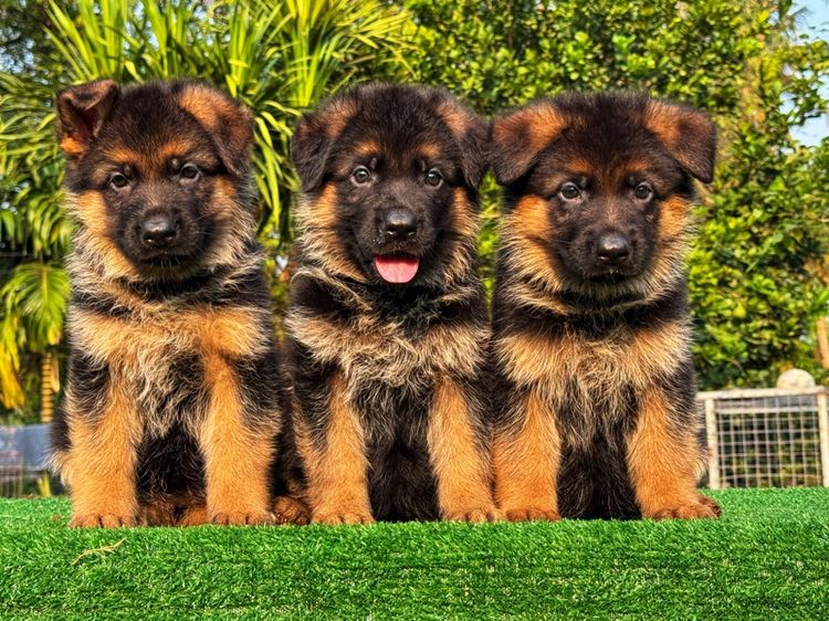 ใหญ่ เยอรมันเชพเพิร์ด (German Shepherd) ลูกสุนัข